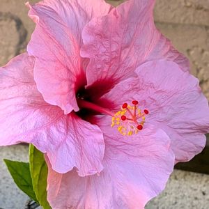 ハイビスカス,ハイビスカス,鉢植え,花のある暮らし,おうち園芸の画像