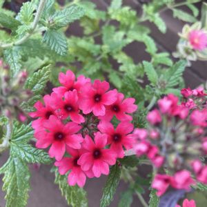 バーベナ,寄せ植え,赤い花,キュンキュン乙女倶楽部,花と暮らすの画像