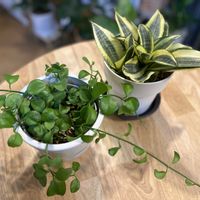 サンスベリア,ディスキディア,観葉植物,玄関アプローチの画像