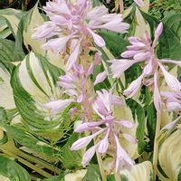 ギボウシ,ホスタ（ギボウシ）,斑入り葉のホスタ,花のある暮らし,北海道からの画像