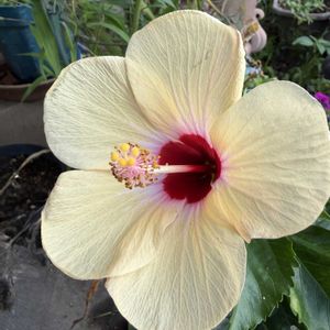 ウメ,ハイビスカス,アベルモスクス（アジアンハイビスカス）,今日の花,梅仕事の画像