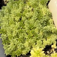 セダム,多肉植物の画像