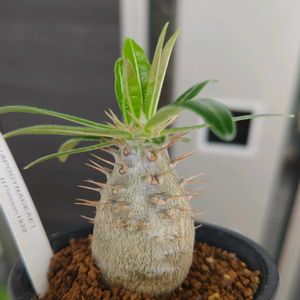 パキポディウム,パキポディウム・ホロンベンセ,多肉植物,観葉植物,ガーデニングの画像