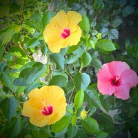 ハイビスカス,鉢植え,可愛い,花のある暮らし,iPhone撮影の画像