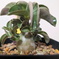 アデニウム,花のある暮らし,珍奇植物,植中毒,アデニウム属の画像