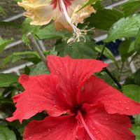 ハイビスカス,乙女心,ハイビスカスフラミンゴ,フウリンブッソウゲ(風鈴仏桑花),緑のある暮らしの画像