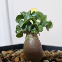 アデニウム,花のある暮らし,珍奇植物,植中毒,アデニウム属の画像