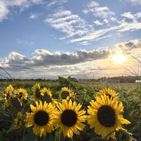 ヒマワリ,ヒマワリ,ミニひまわり,夕日,夕陽の画像