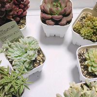 グリーンネックレス,ルビーネックレス,ピーチネックレス,斑入りグリーンネックレス,多肉植物いろいろの画像