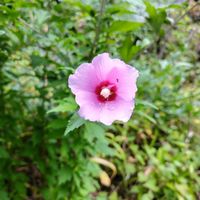 ギボウシ,ムクゲ,リシマキア,バロータ,木槿(ムクゲ)の画像