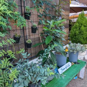 小さな庭,テラス,玄関,家庭菜園,玄関アプローチの画像