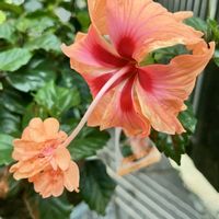 ハイビスカス,ハイビスカスフラミンゴ,キュンキュン乙女倶楽部,平和を願う,オレンジ色の花も好きの画像