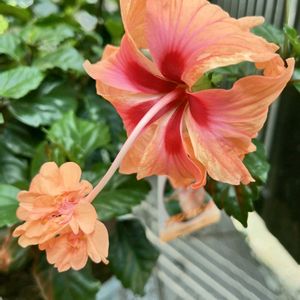 ハイビスカス,ハイビスカスフラミンゴ,キュンキュン乙女倶楽部,平和を願う,オレンジ色の花も好きの画像