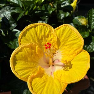 ハイビスカス,ペチュニア,一輪,今日のお花の画像