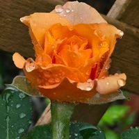バラ,バラ,薔薇,天使の雫,ばらの画像
