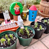 ポーチュラカ,多肉植物,多肉植物寄せ植え,紫陽花 アジサイ あじさい,多肉のある暮らしの画像