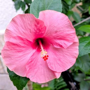 ハイビスカス,ハイビスカス,ハイビスカスアドニスピンク,思い出,玄関アプローチの画像