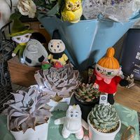 多肉植物,ベランダ多肉,ムーミンの日,多肉植物の夏越しの画像
