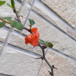 ボケ,玄関アプローチの画像