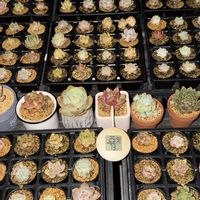 多肉植物,エケベリア属の画像
