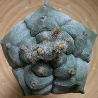 サボテン,ランポー玉,多肉植物,珍奇植物,ビザールプランツの画像