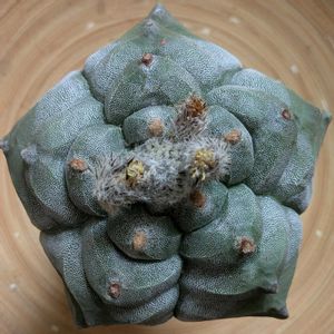 サボテン,ランポー玉,多肉植物,珍奇植物,ビザールプランツの画像