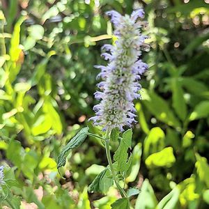 アガスターシェ,安曇野,信州大好き⛰️,紫の花,今日の花の画像