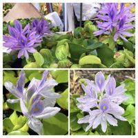 ホテイアオイ,ホテイアオイ,布袋葵.,✨今日のお花✨,お花　コラージュの画像