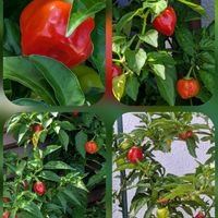 カランコエ,ナンテン,マリーゴールド,ミニトマト,ハバネロの画像