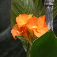 カンナ,カンナ,オレンジ色の花も好き,Juneの会,月曜日は元気色の花の画像