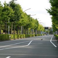 トチノキ,イチョウ,銀杏(イチョウ)並木,銀杏(ギンナン),銀杏(ギンナン)の画像