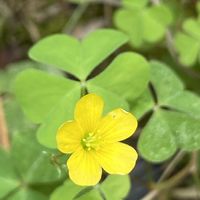 カタバミ,山野草の画像
