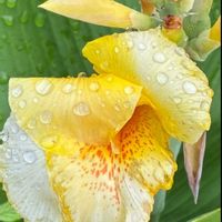 カンナ,スベリヒユの花,平和を願う,幸せの黄色いお花,頑張ろう日本❣️の画像