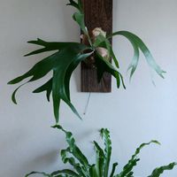 アスプレニウム,ビカクシダ アルシコルネ,観葉植物,シダ植物,葉っぱの画像