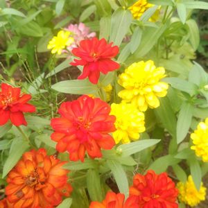 放置栽培,野菜の収穫,種蒔きから,夏野菜収穫,自然にお任せの画像
