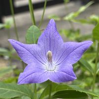 キキョウ,キキョウ,近所の猫,スマホ,小さな庭の画像