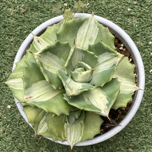アガベ,王妃雷神錦,多肉植物,塊根植物,コーデックスの画像