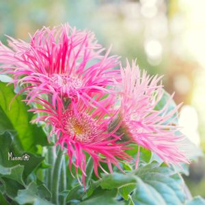 ガーベラ,ガーベラ スパイダー咲き,かわいいな♡,植物のある暮らし,植中毒の画像
