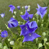 キキョウ,花のある暮らしの画像