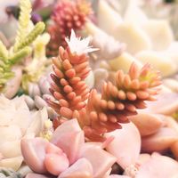 多肉植物,多肉寄せ植え,室内管理,その他部屋の画像