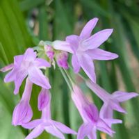 ツルバキア,ムクゲ 八重咲き,木槿(ムクゲ),モミジアオイ(紅葉葵),我が家の今朝のお花さんたち♡の画像