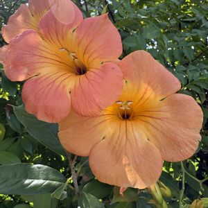 ノウゼンカズラ,花が好き,無農薬❤家庭菜園,野菜が好き,庭の画像