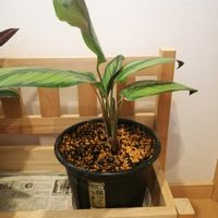センペル,祈る震災復興,植替え,カラテアビューティースター,大切に大切に♡の画像