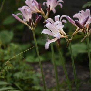 ナツズイセン,花のある暮らし,植中毒,岩手県,東北の画像