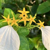 コンロンカ,コンロンカ,ハンカチの花,癒される,瑞々しいの画像