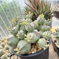 オベサブロウ,多肉植物,ユーフォルビア,ガーデニングの画像