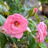 ドリフトローズ　スウィート,鉢植え,バラ・ミニバラ,お花のある暮らし,小さな庭の画像