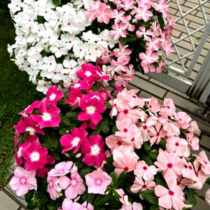 ニチニチソウ,ビンカ,夏の花,キッチン,和室の画像