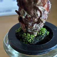 ソテツ,水耕栽培,8月10日は苔の日,8月10日は苔祭りの画像