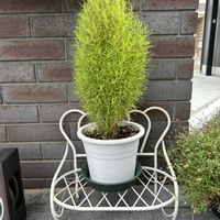 コキア,鉢植え,癒し,仙台,HTCの画像